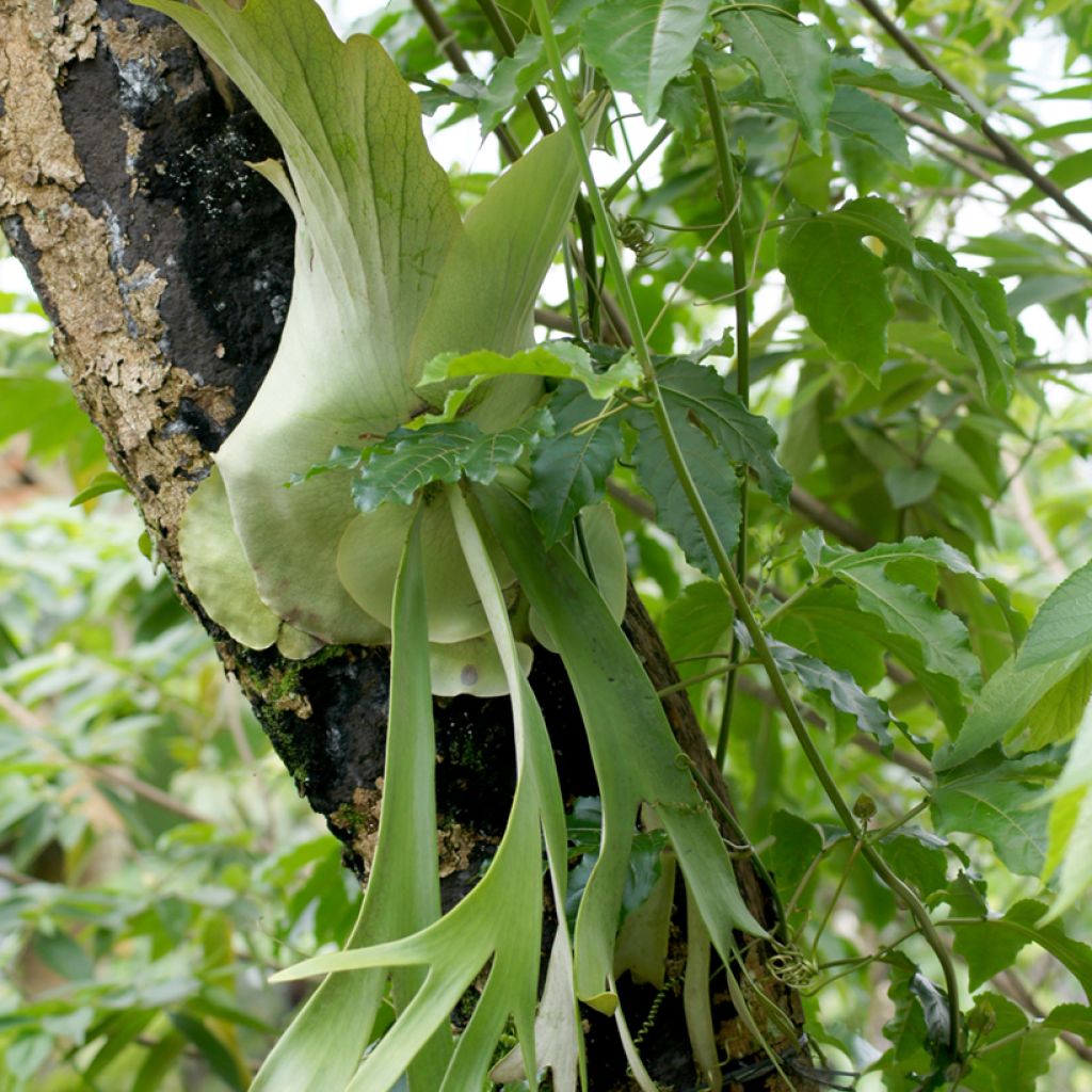 Platycerium alcicorne - Staghorn fern