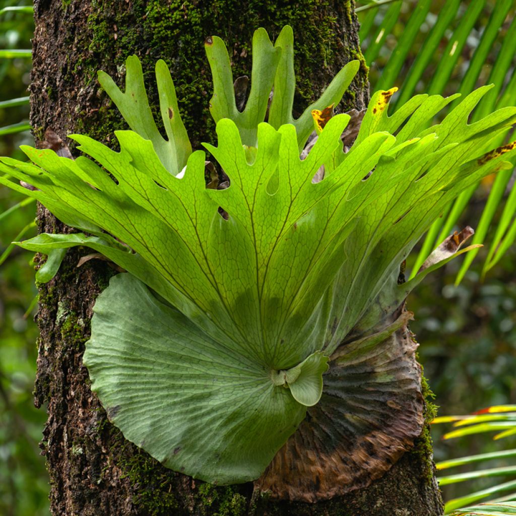 Platycerium alcicorne - Staghorn fern