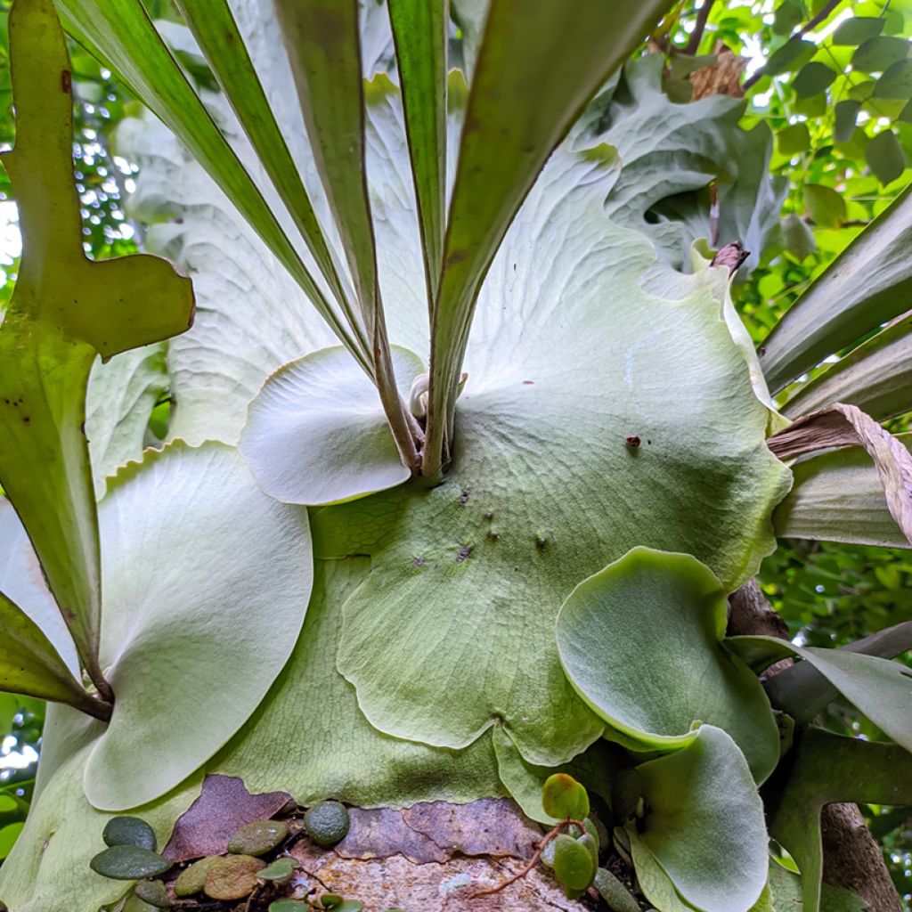 Platycerium alcicorne - Staghorn fern
