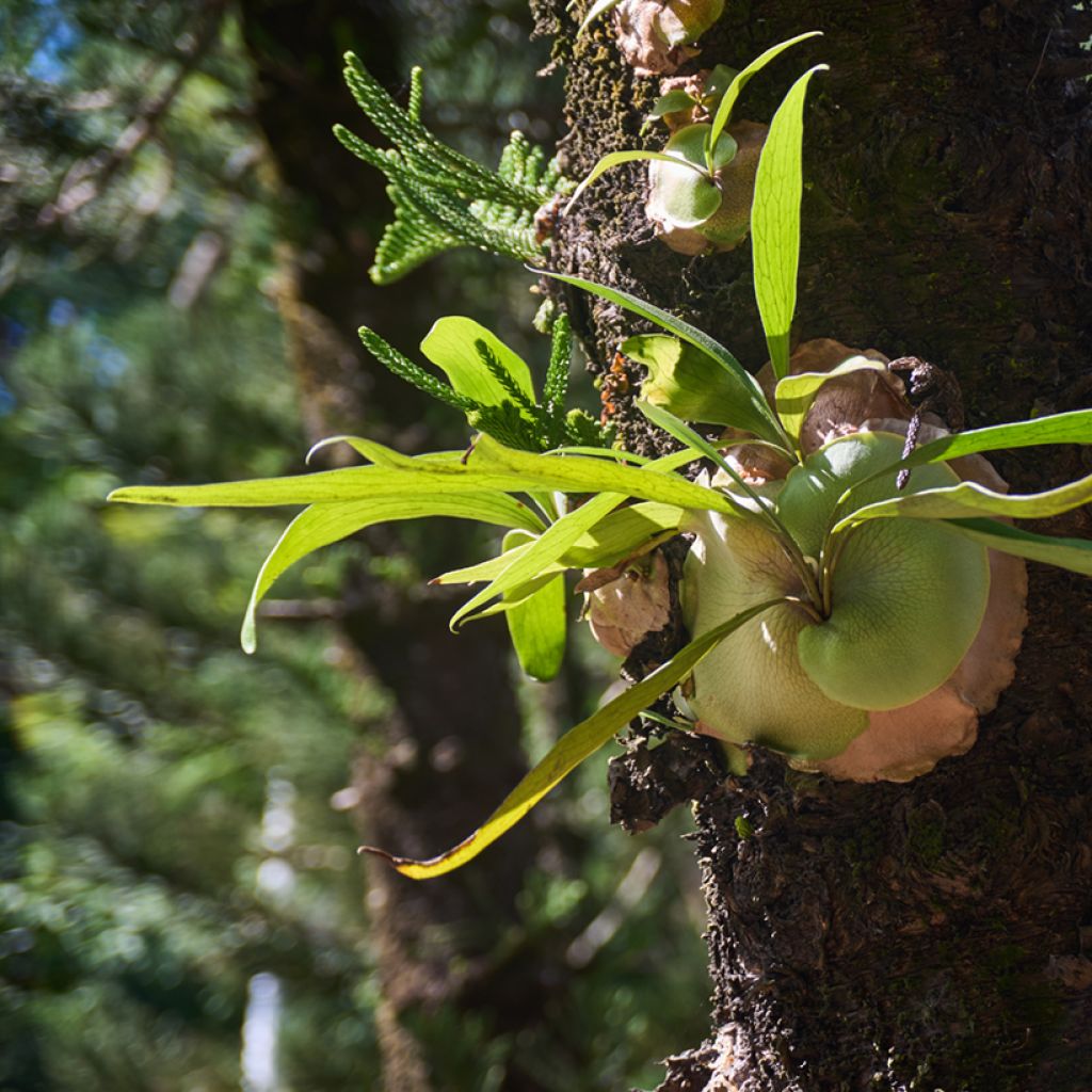 Platycerium alcicorne - Staghorn fern