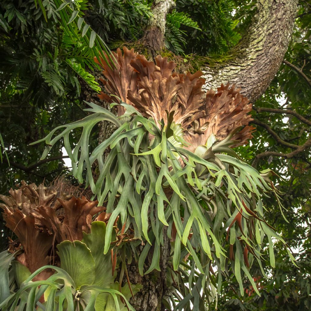 Platycerium alcicorne - Staghorn fern