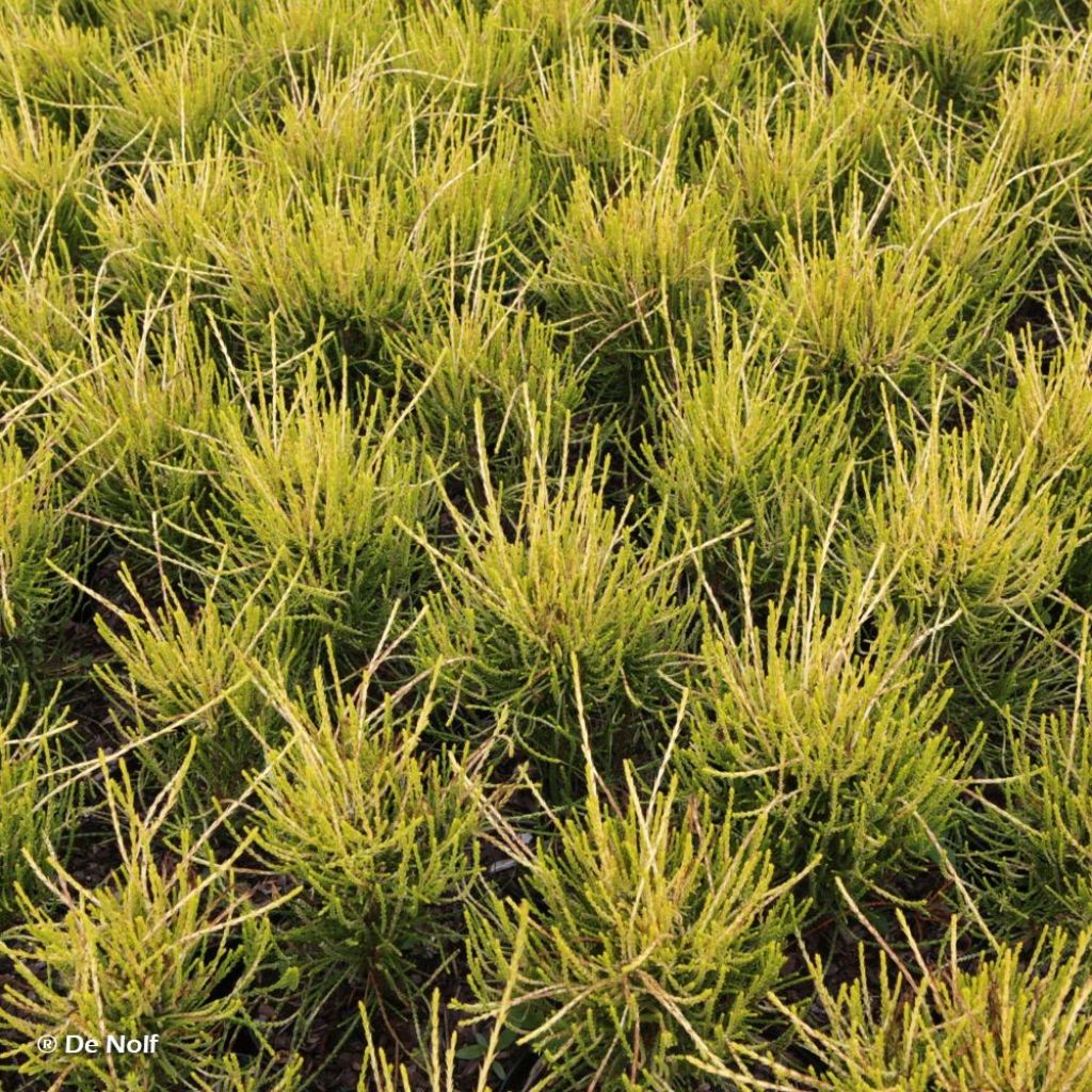 Platycladus orientalis Franky Boy