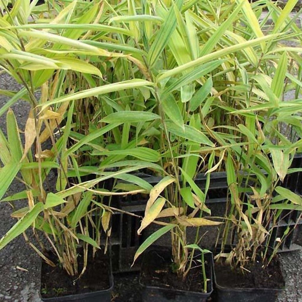 Pleioblastus auricomus - Dwarf Bamboo