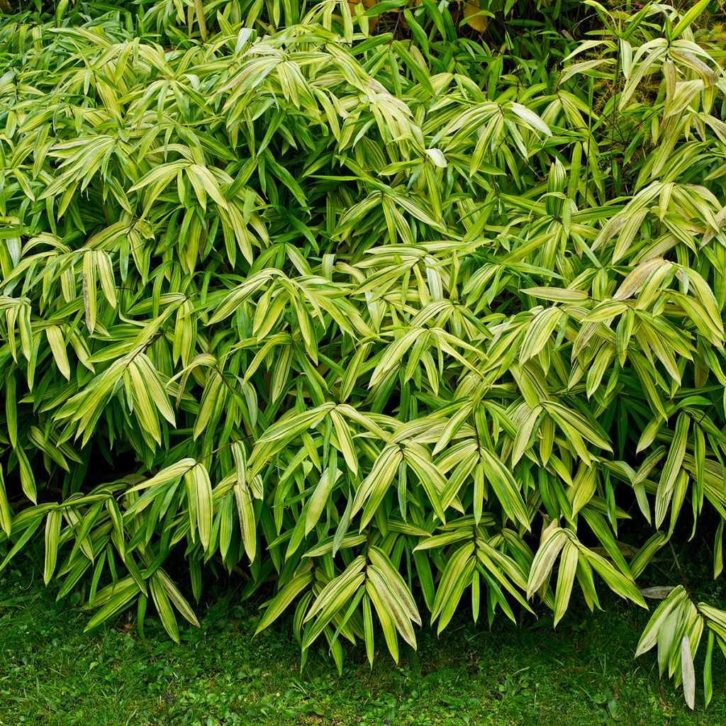 Pleioblastus auricomus - Dwarf Bamboo