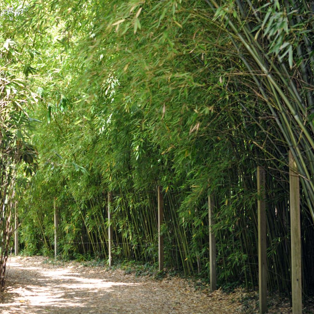 Pleioblastus chino - Dwarf Bamboo