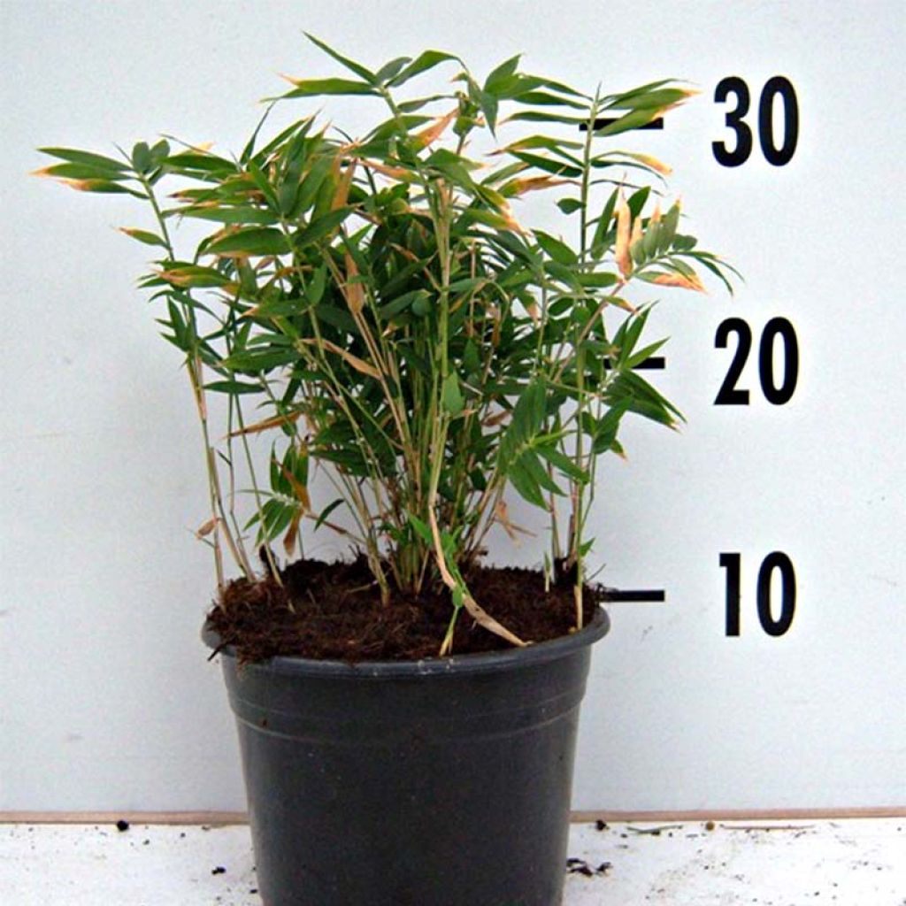 Pleioblastus pygmaeus - Dwarf Bamboo