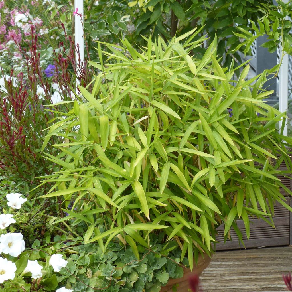 Pleioblastus pygmaeus Distichus - Dwarf Bamboo