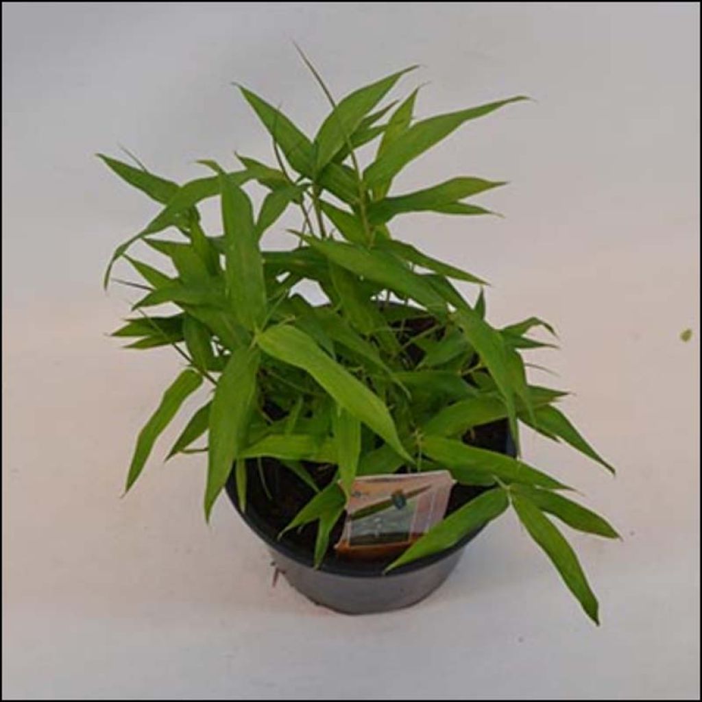 Pleioblastus viridistriatus Vagans - Dwarf Bamboo