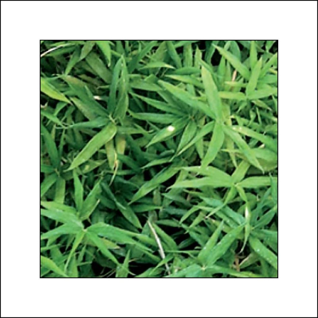 Pleioblastus viridistriatus Vagans - Dwarf Bamboo
