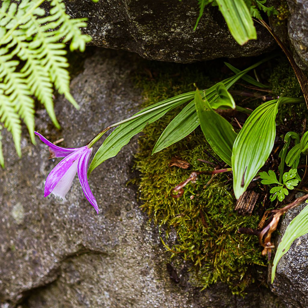 Pleione formosana bulbs