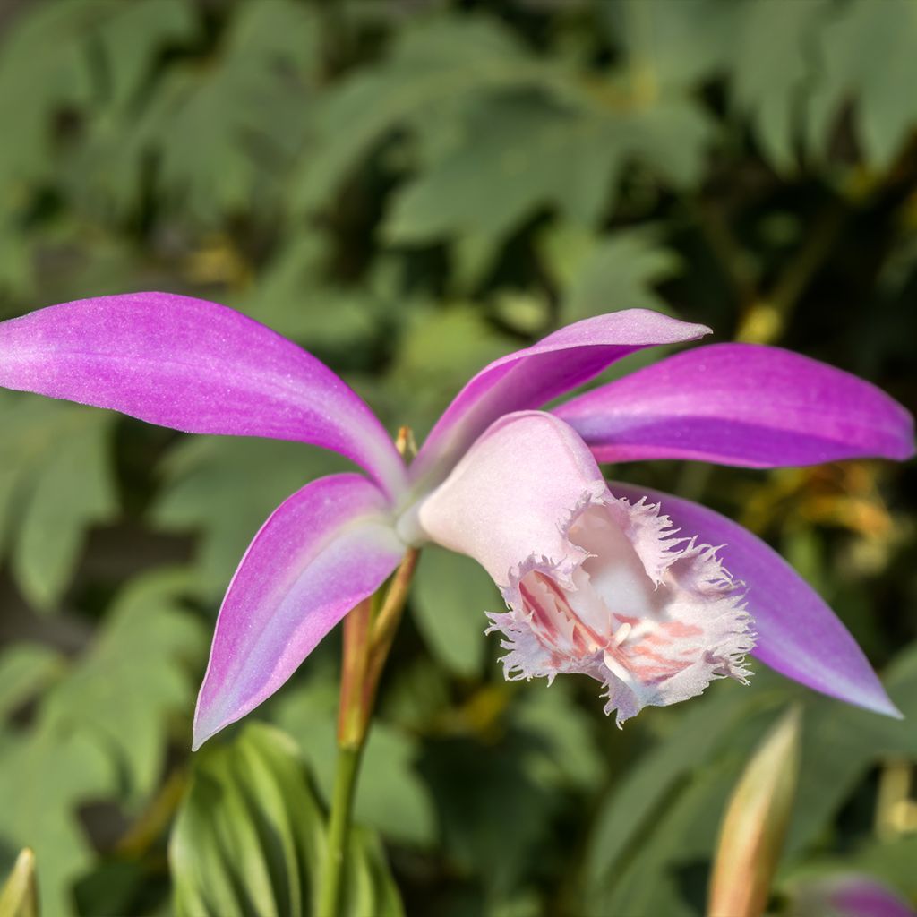 Pleione formosana bulbs