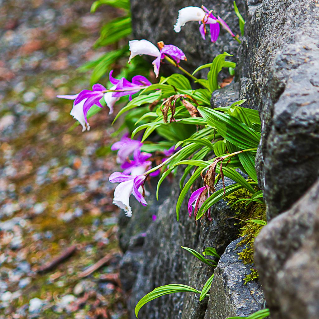 Pleione formosana bulbs