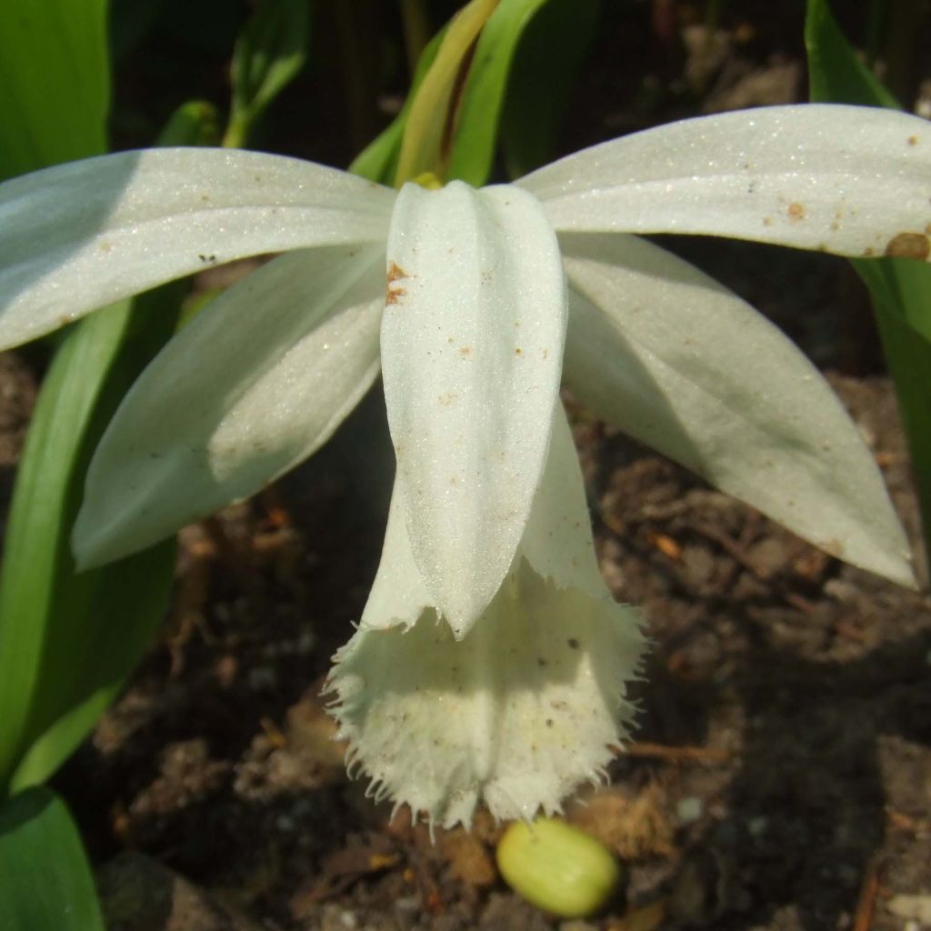 Pleione formosana Alba - Windowsill orchid