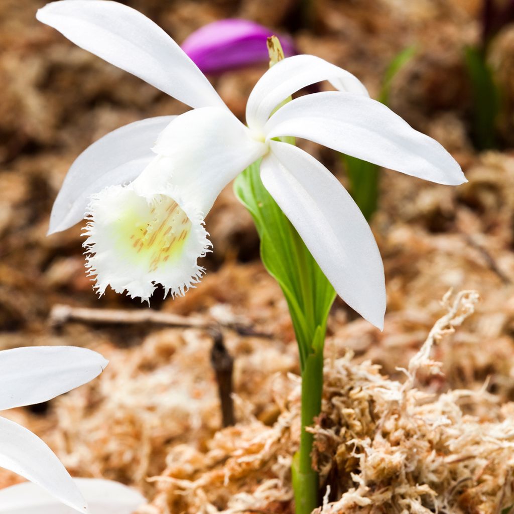 Pleione formosana Alba - Windowsill orchid