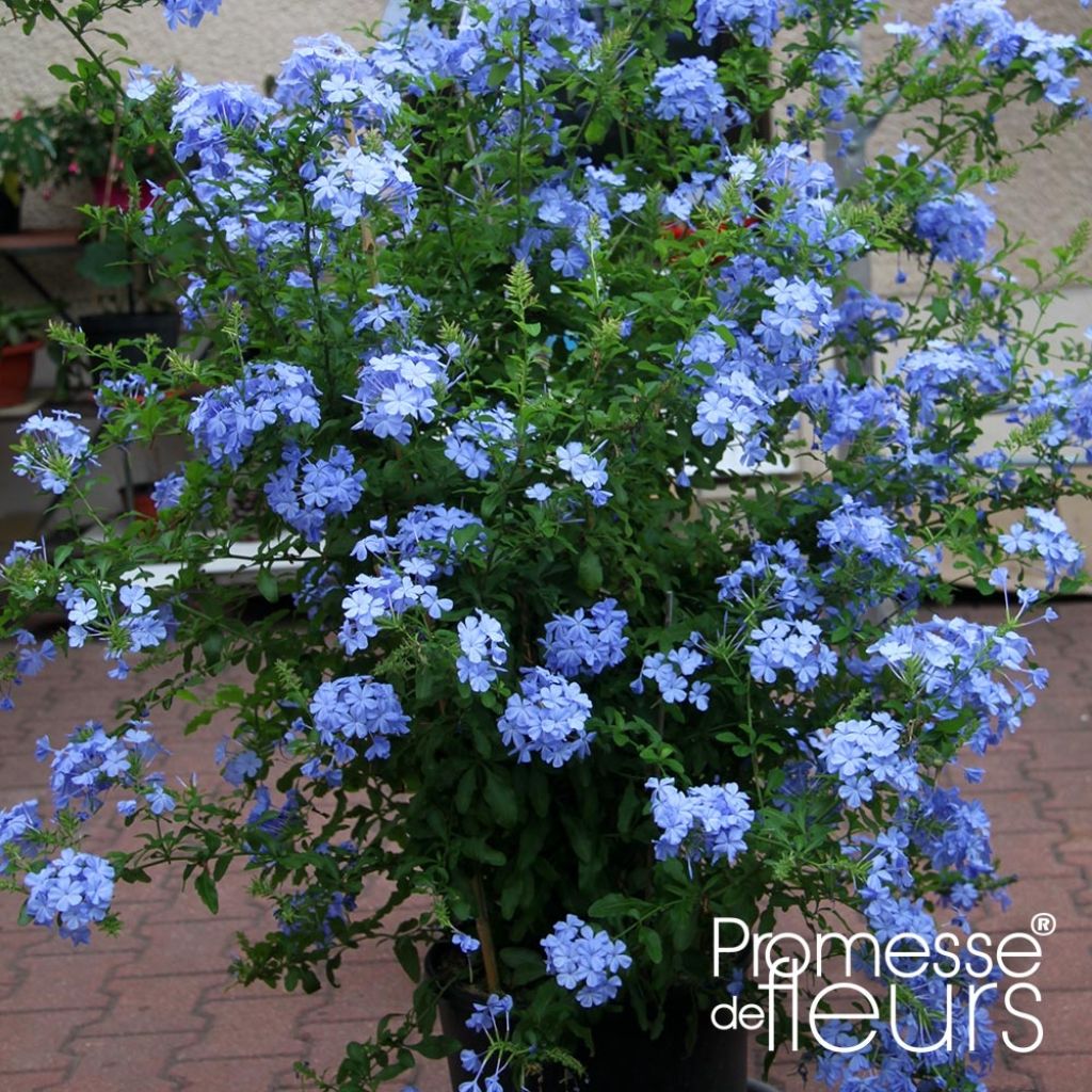 Plumbago auriculata Dark Blue