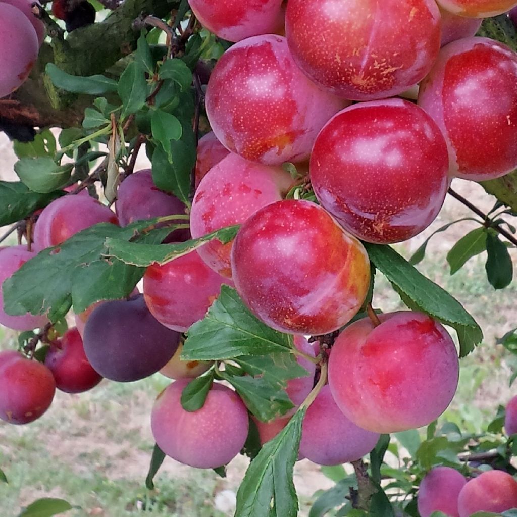 Pluot Pink Candy - Plumcot