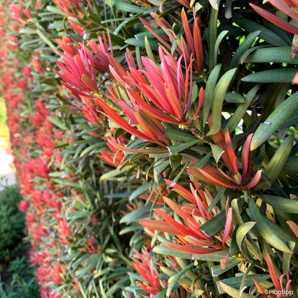 Podocarpus macrophyllus Mood Ring - Buddhist pine