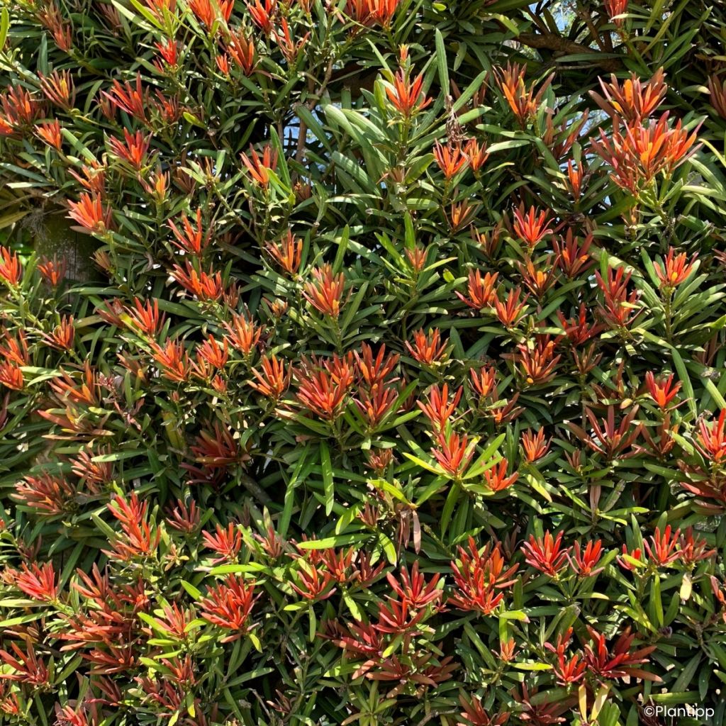 Podocarpus macrophyllus Mood Ring - Buddhist pine