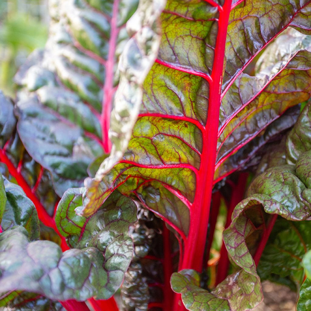 Fireworks Swiss Chard - Beta vulgaris subsp. cicla 