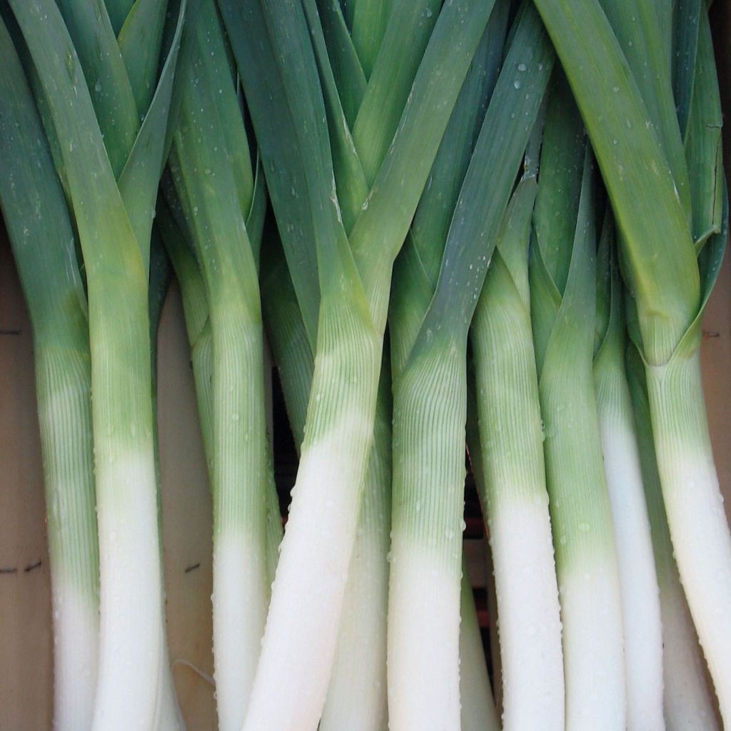 Organic Leek - 'Bleu de Solaise'