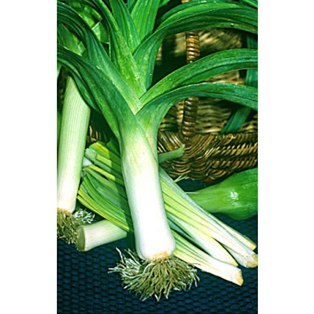 Leek Jaune Gros du Poitou