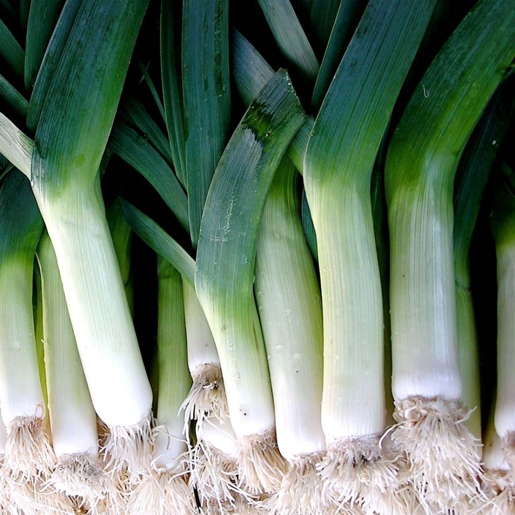 Leek Leblond