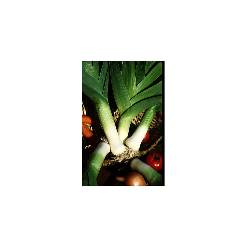 Leek Carentan