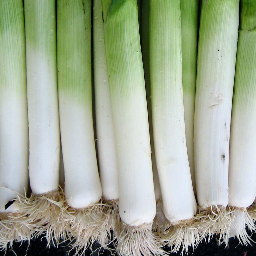 Leek Gennevilliers