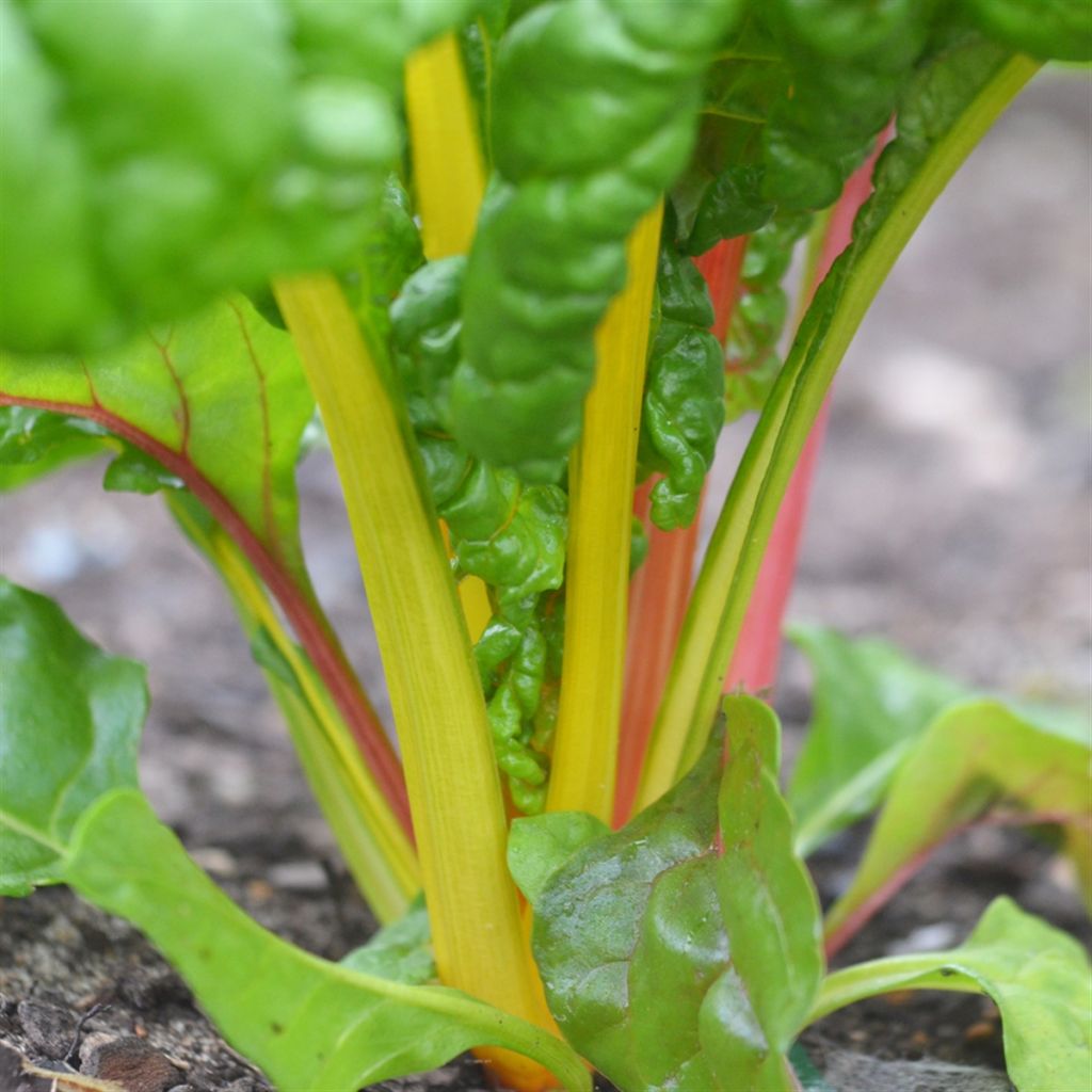 Swiss Chard Bright Lights - Ferme de Sainte Marthe seeds