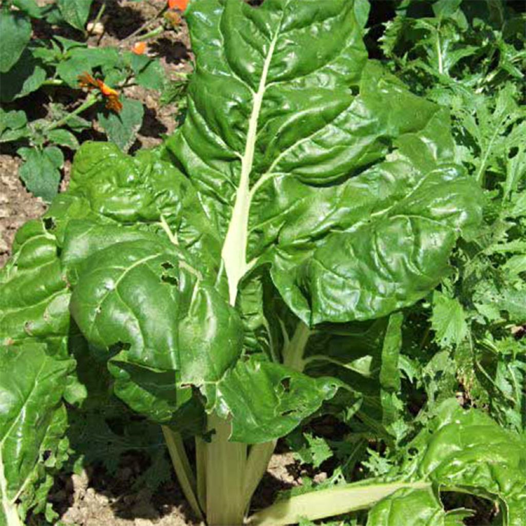 Organic Green Cutting Chard - Ferme de Sainte Marthe seeds - Beta vulgaris