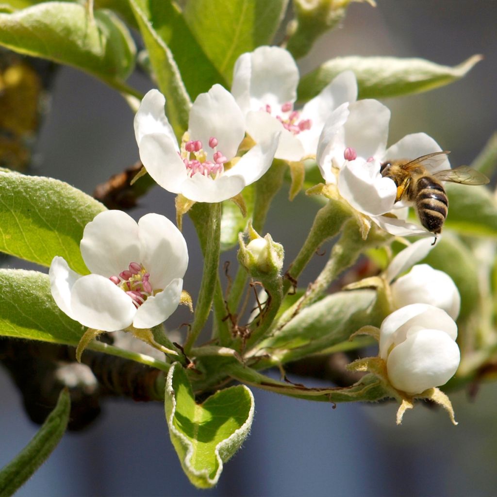 Pyrus communis Charneux - Pear Tree