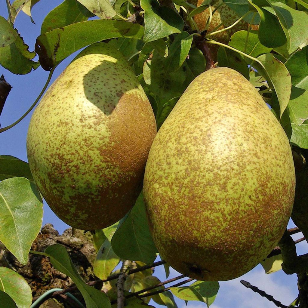 Pyrus communis Comtesse de Paris - Pear Tree
