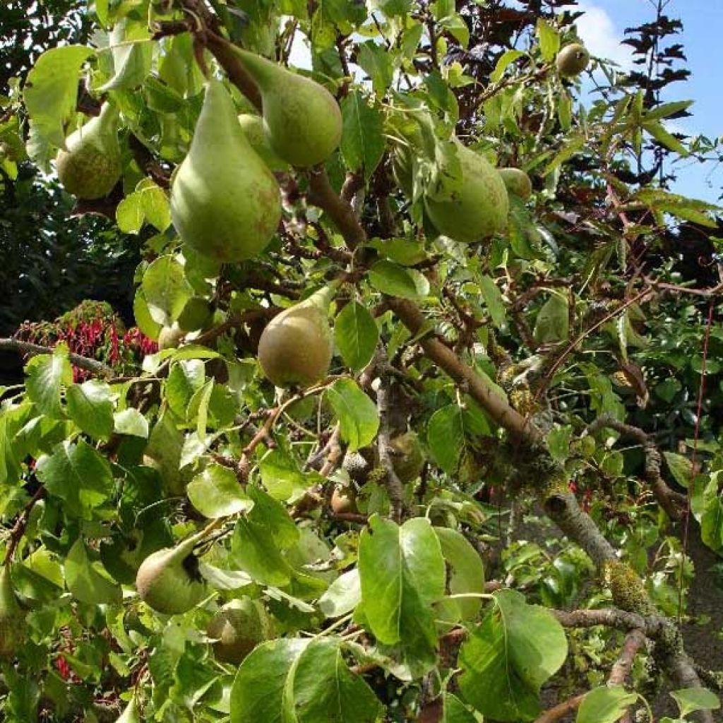 Pyrus communis Conférence - Pear Tree