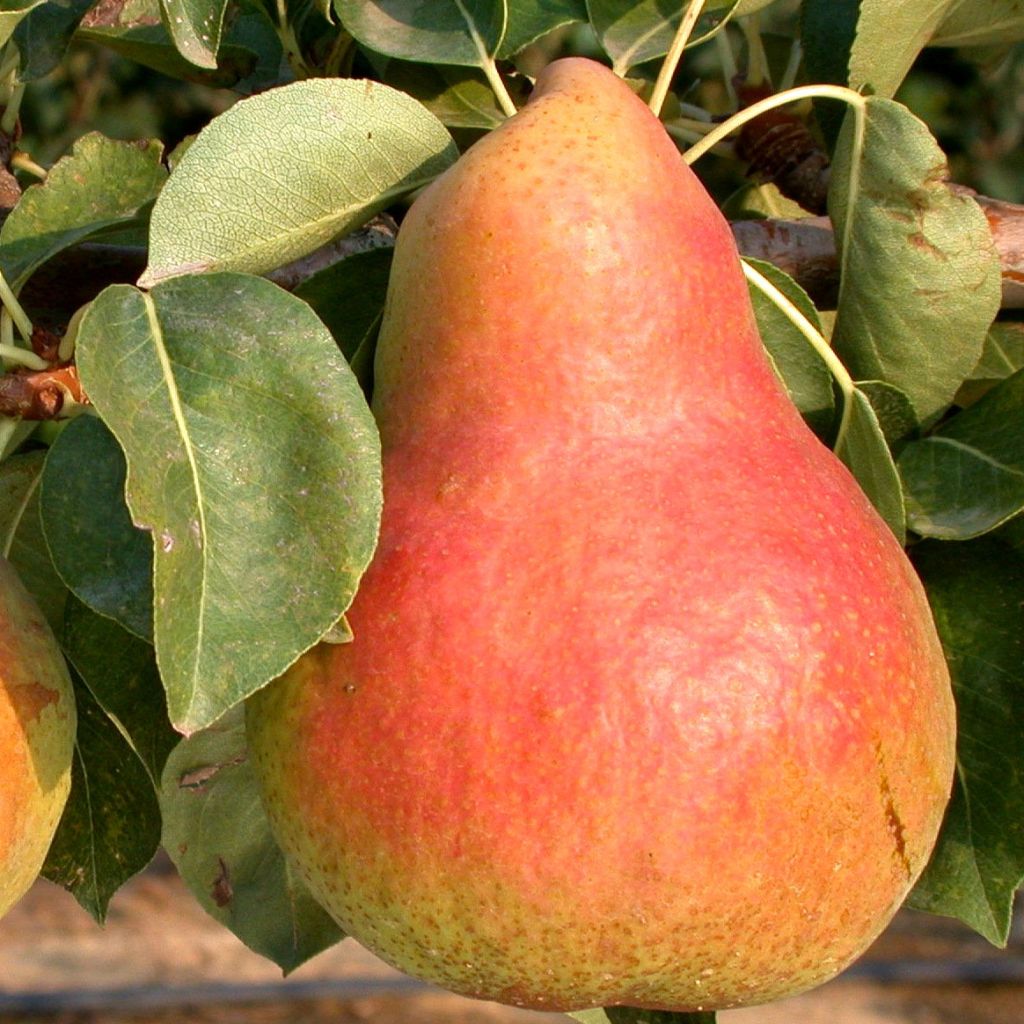 Pyrus communis Marguerite Marillat - Pear Tree