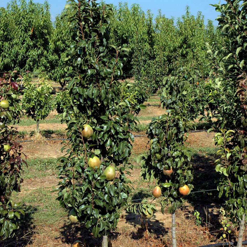 Pyrus communis Obelus - Pear Tree