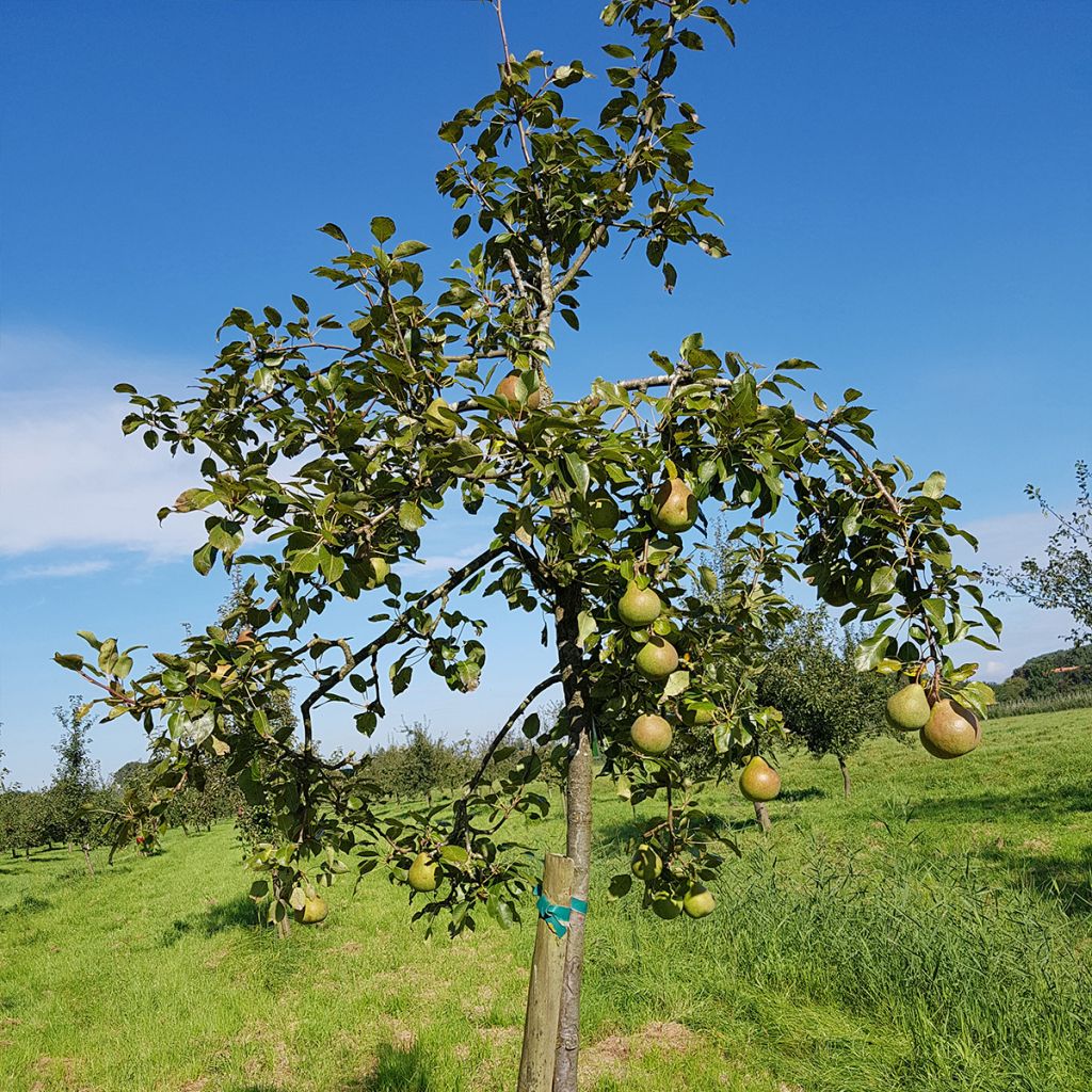 Pyrus communis Saint Rémy - Pear Tree