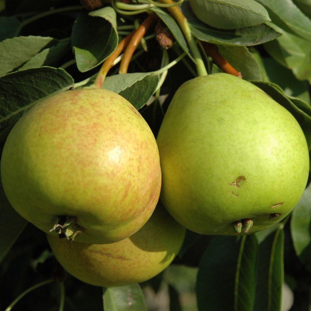 Pyrus communis St Jean - Pear Tree