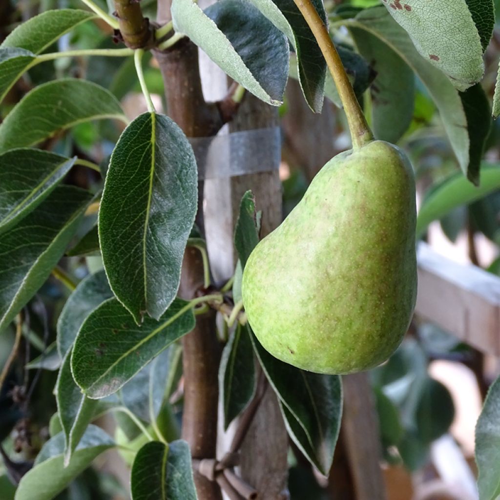 Pyrus communis Williams Bon Chrétien Pear Tree