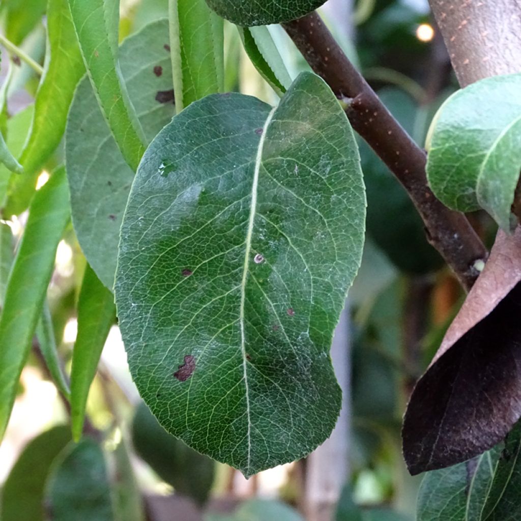 Pyrus communis Beurre Hardy - Pear Tree