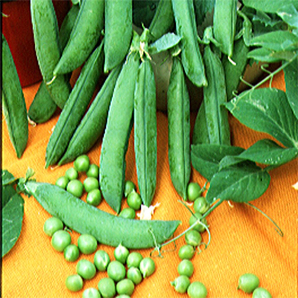 Dwarf Pea Kelvedon Wonder - Ferme de Sainte Marthe Seeds
