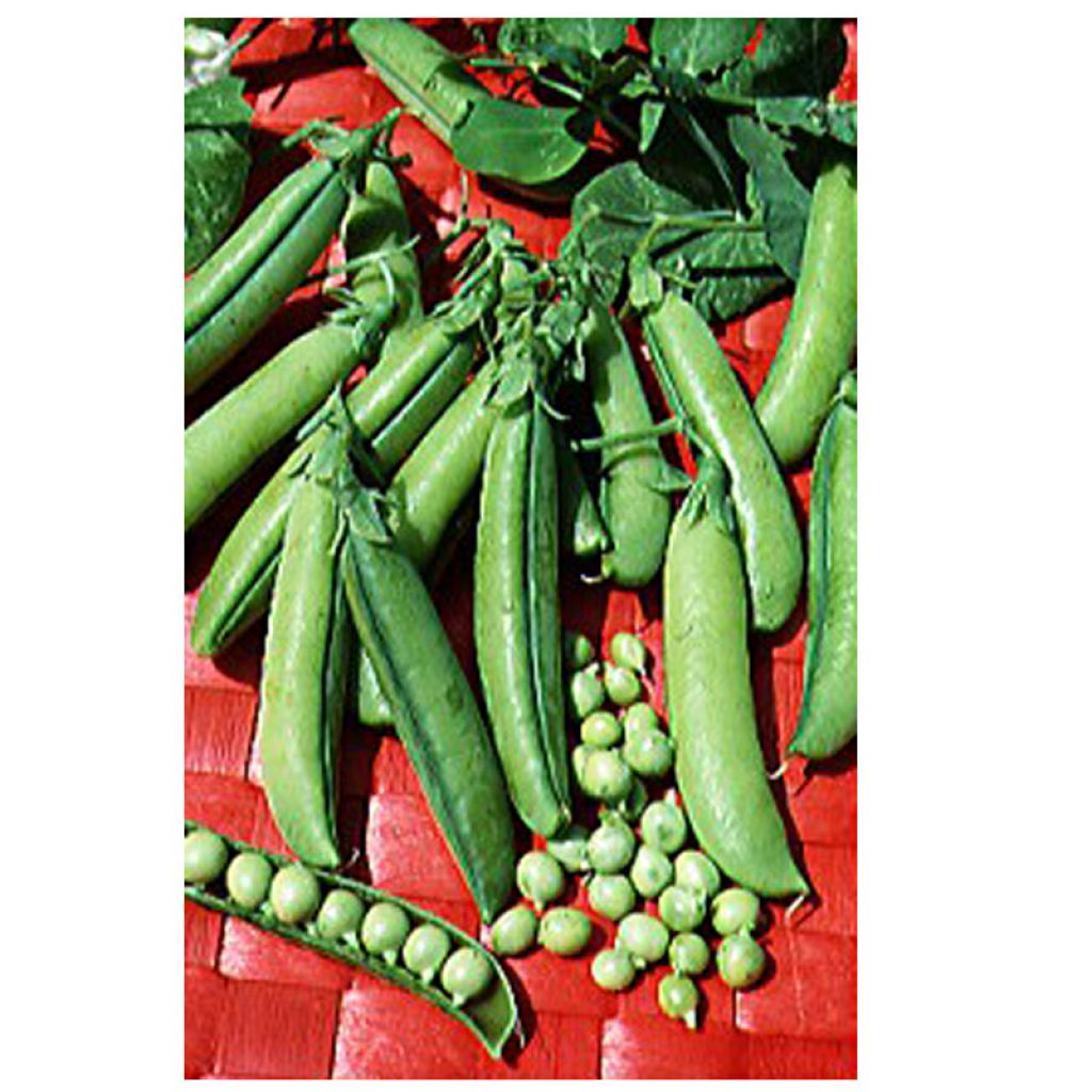 Pea Express à Longue Cosse