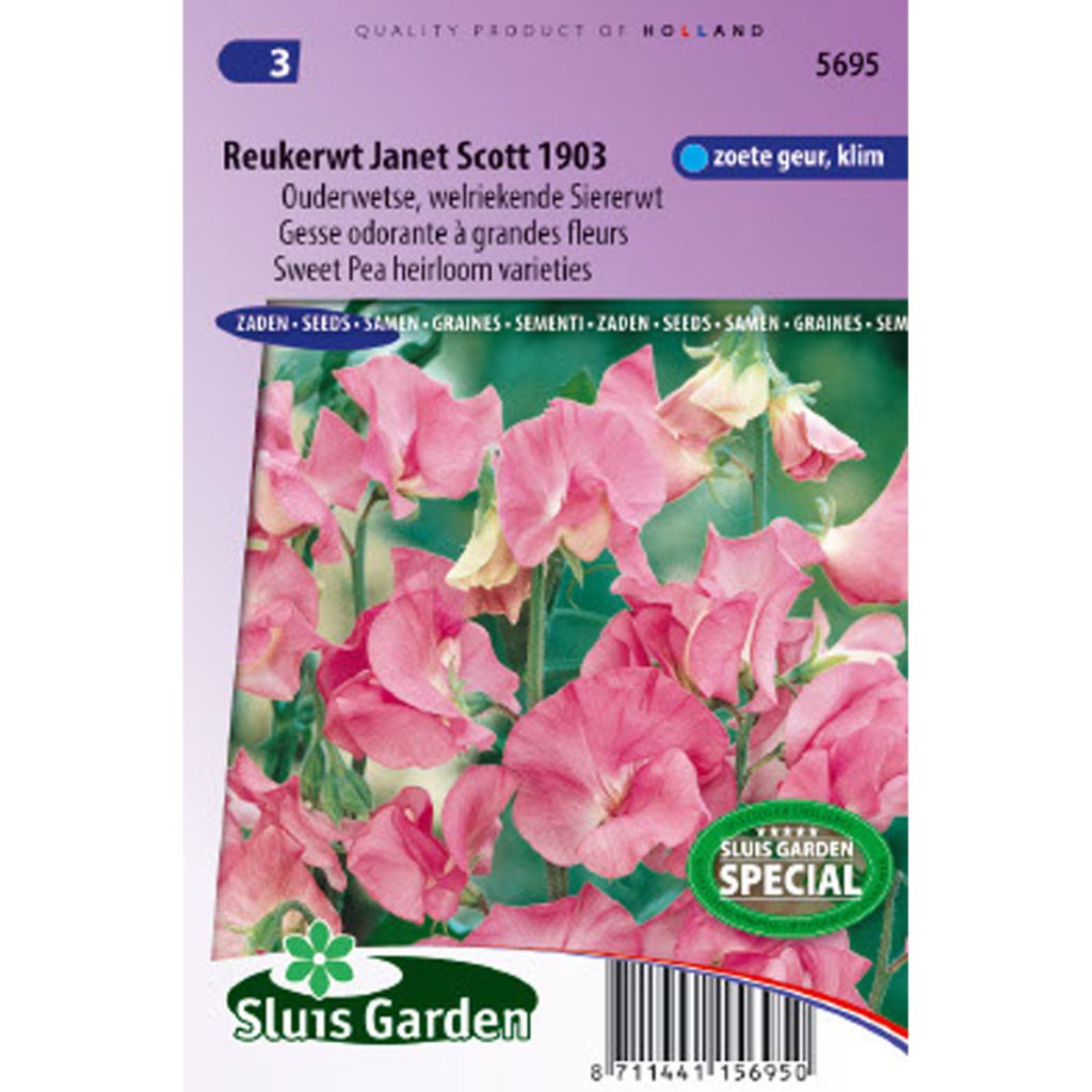 Lathyrus odoratus Janet Scott - Sweet Pea Seeds