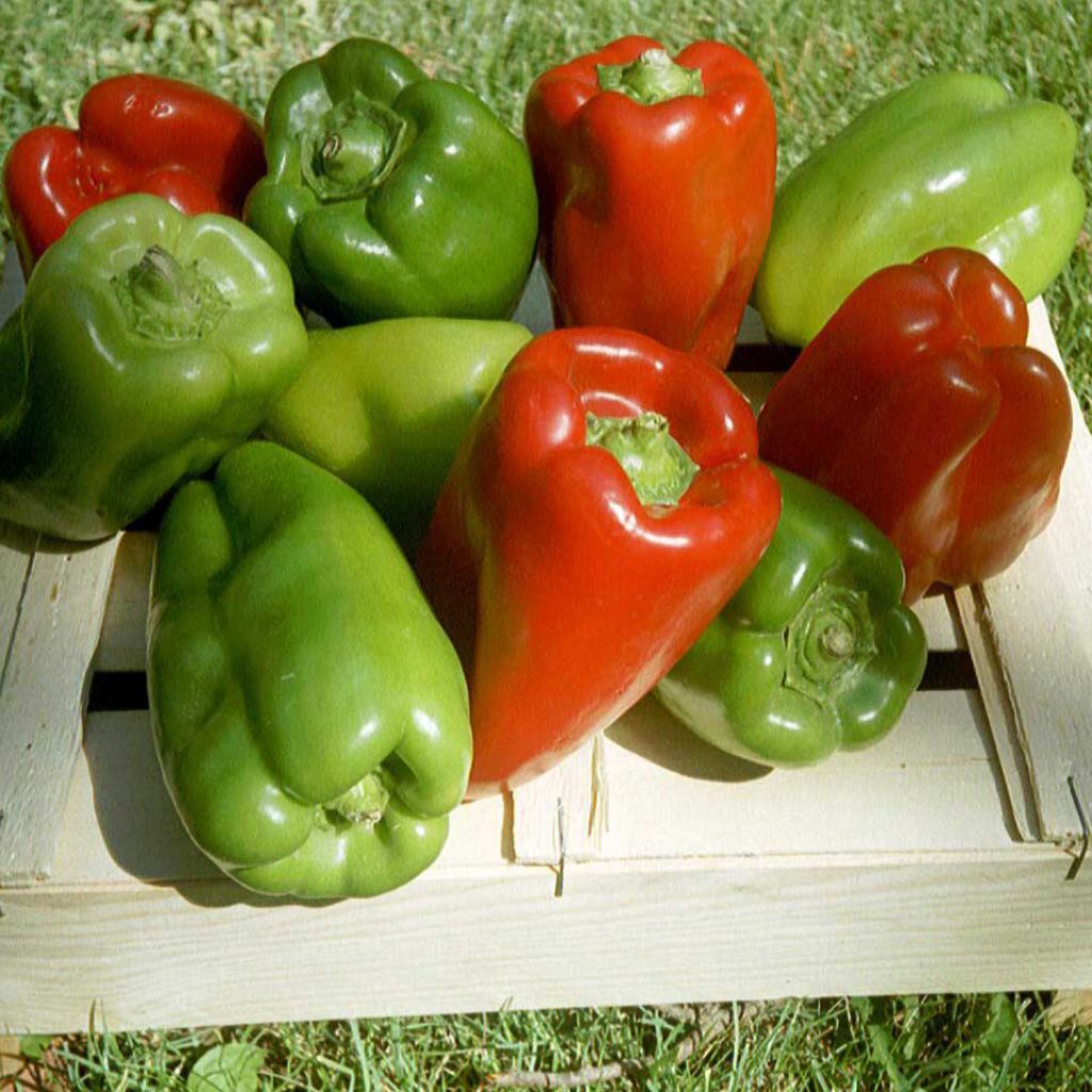 Sweet Pepper California Wonder - Ferme de Sainte Marthe Seeds