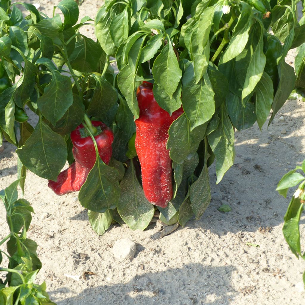 Bell pepper Corno di Toro Rosso seeds