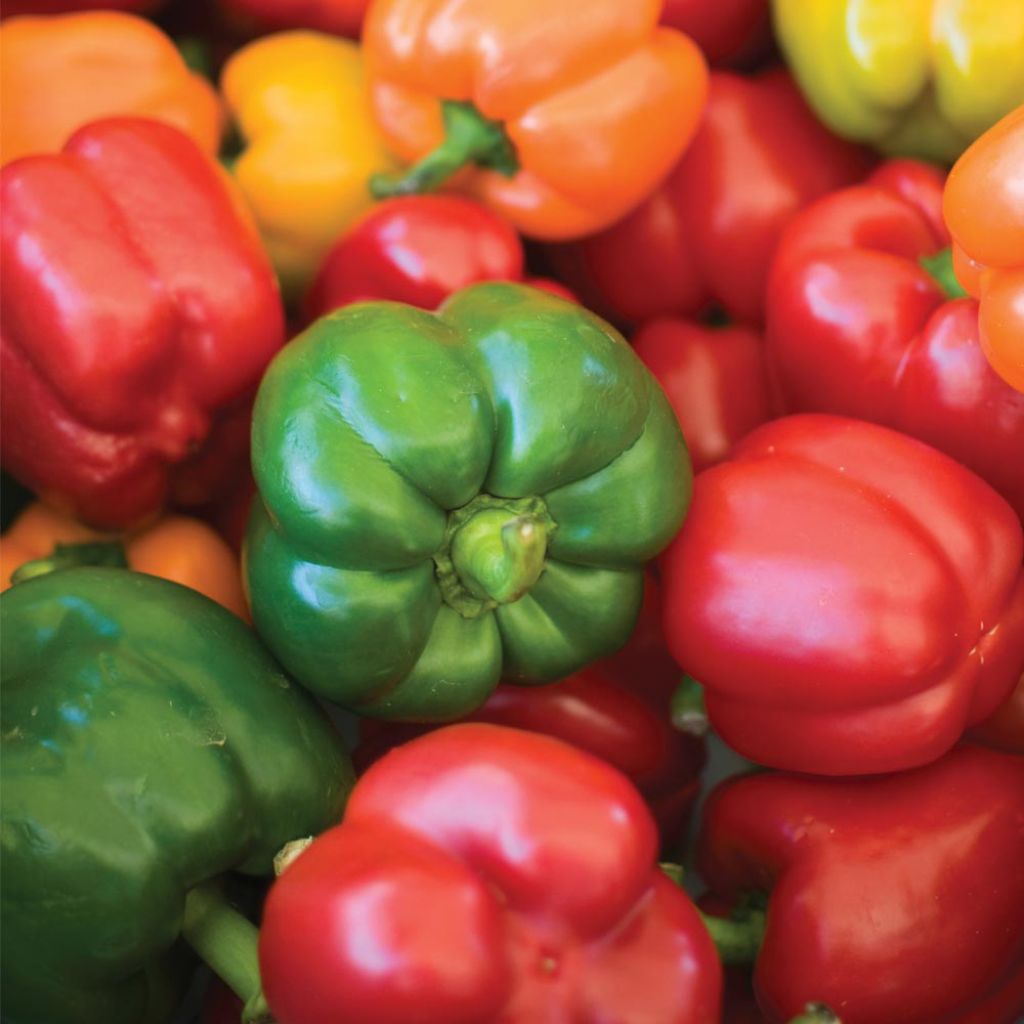 Sweet Pepper Summer Salad Mixed