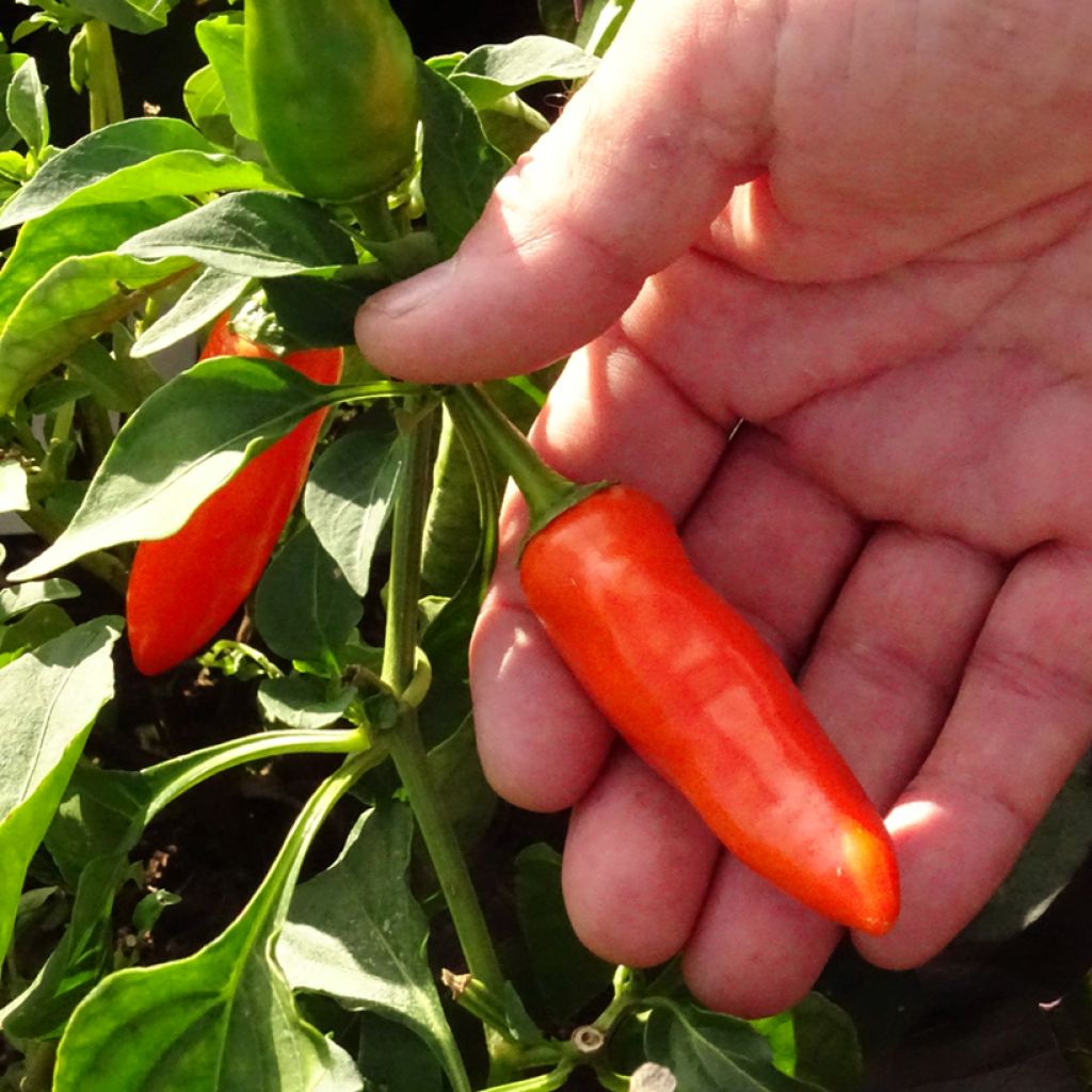 Sweet Pepper Tangerine Dream