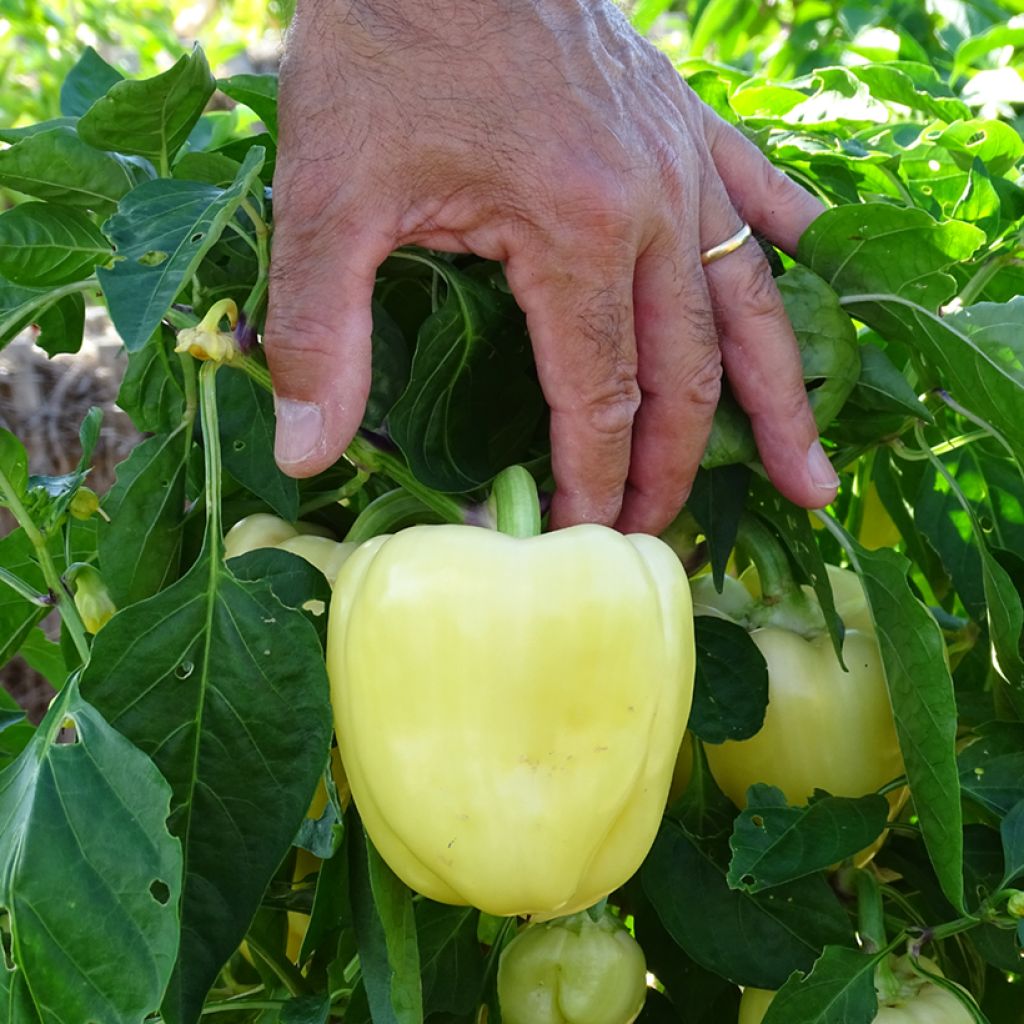 White pepper Bellkaro F1 plants - Capsicum annuum