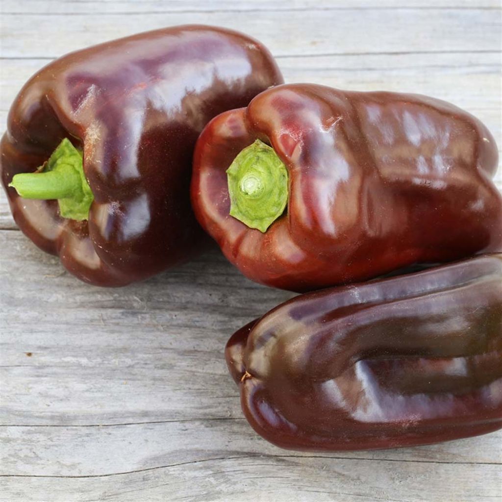Pepper Sweet Chocolate - Ferme de Sainte Marthe untreated seeds - Capsicum annuum