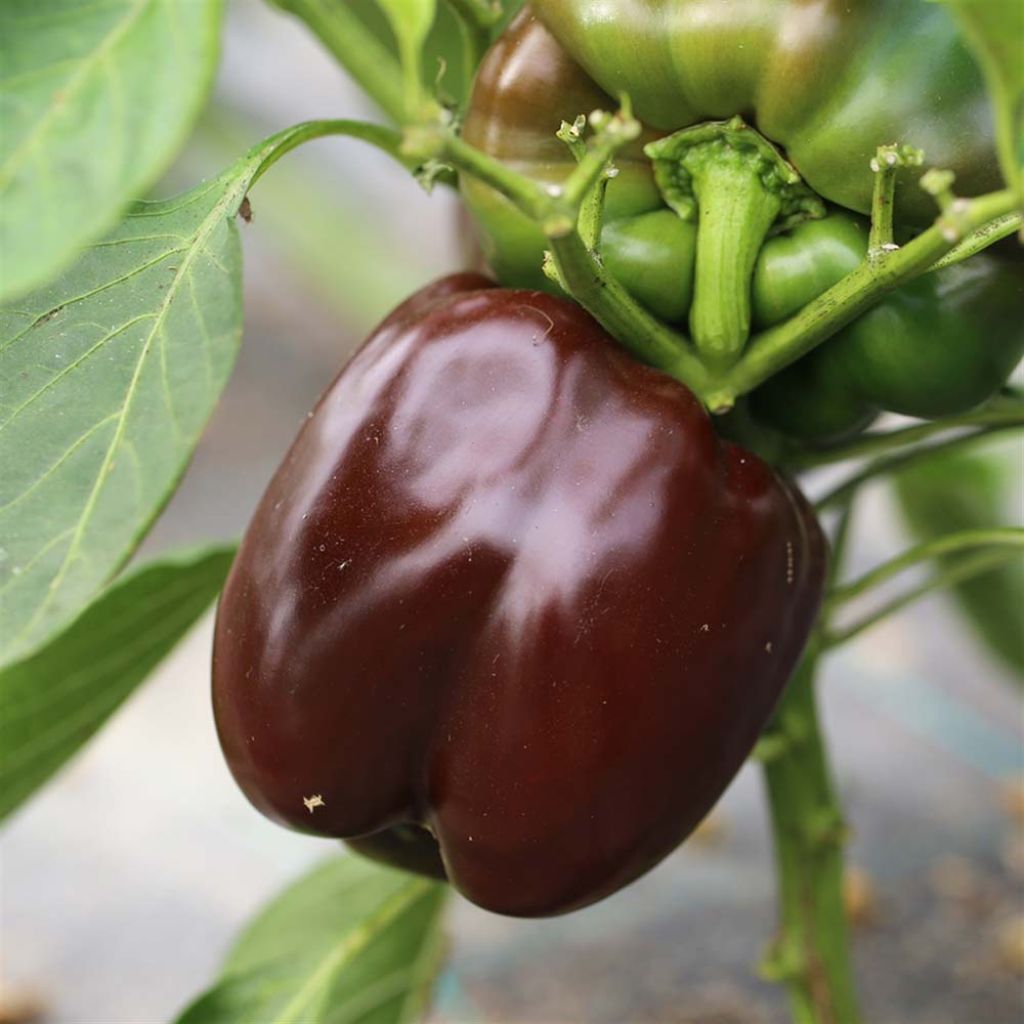 Pepper Sweet Chocolate - Ferme de Sainte Marthe untreated seeds - Capsicum annuum