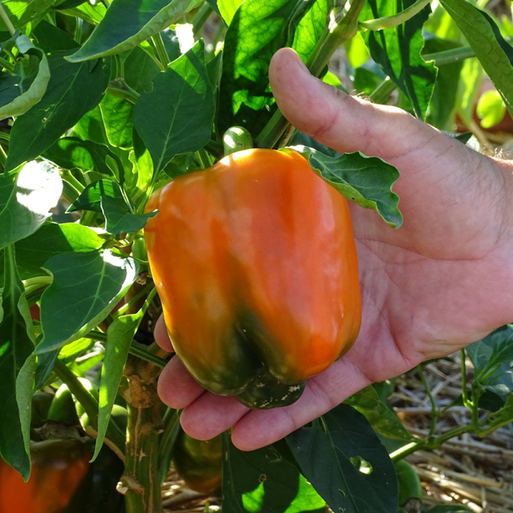 Orange pepper Oreny F1 plants - Capsicum annuum